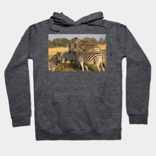 A Zeal of Zebras Hoodie